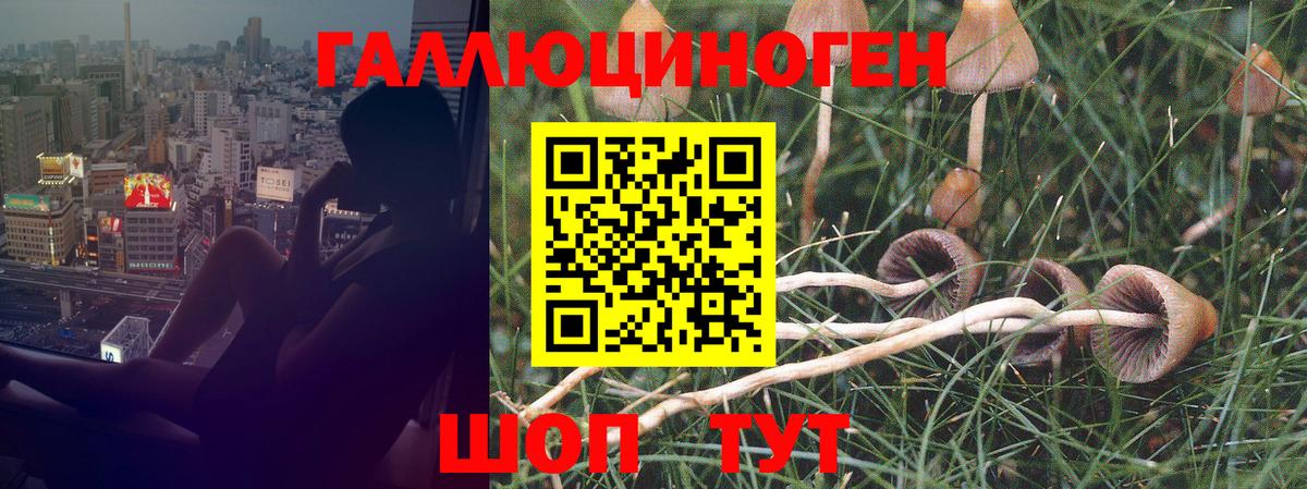 Псилоцибиновые грибы Psilocybe Нижневартовск
